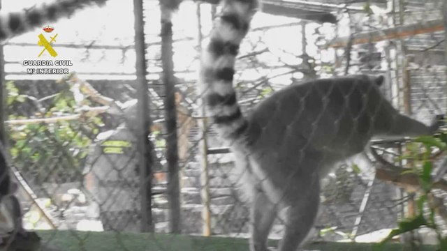 Desmantelado un zoo clandestino en Castellón