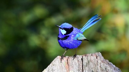 Amazing Beautiful Blue Bird