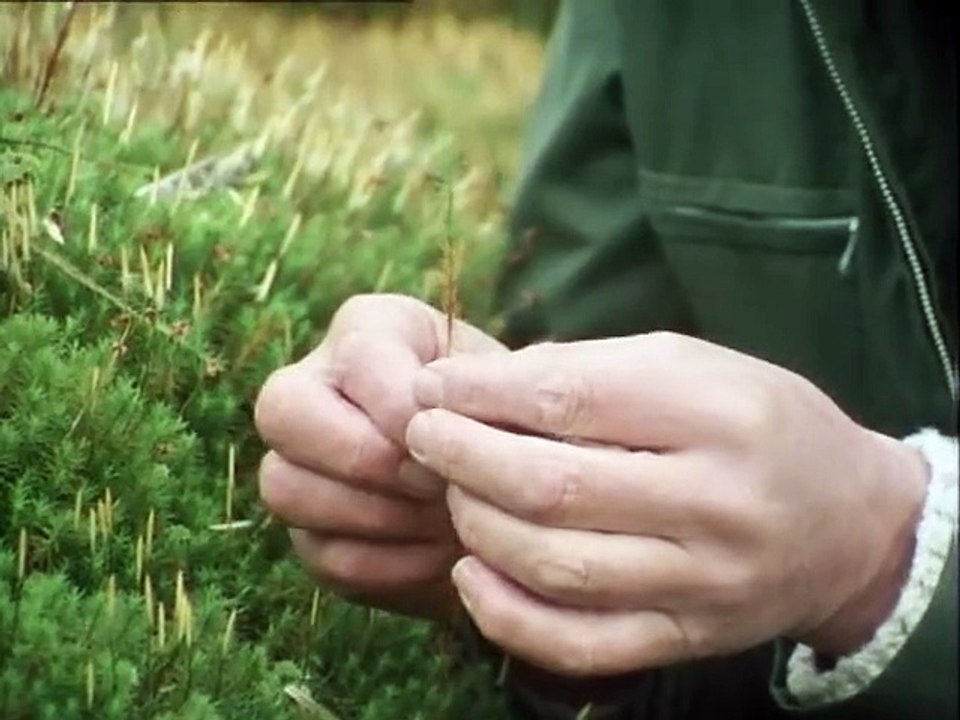 Life on Earth (1979)  E03 - The First Forests