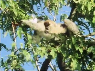 Life on Earth (1979)  E12 - Life in the Trees