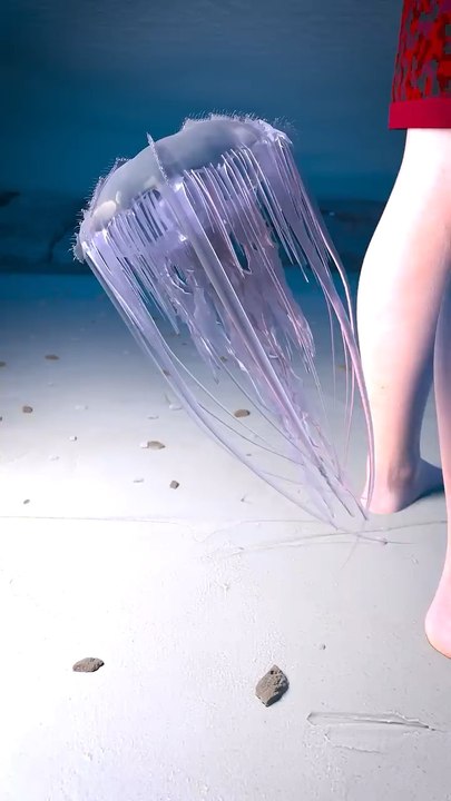 Don't Pee On A Jellyfish Sting 😯