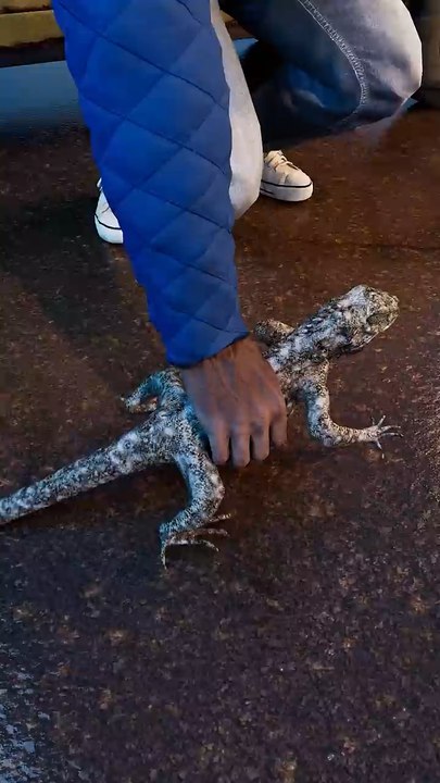 Frozen Iguanas Cause Car Crash 😢