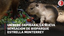 Un bebé capibara, la nueva sensación de Bioparque Estrella Monterrey