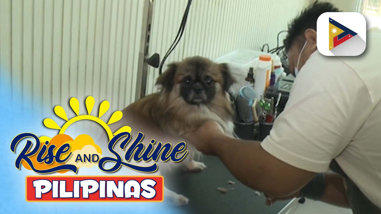 Wednesday Pet's Day | Woofgang pet hotel