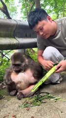 Here's another cucumber for xingxing. #monkey #monkey #xingxing #cute