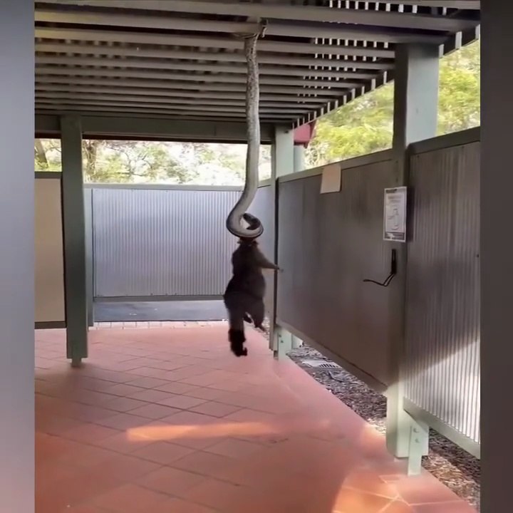 How pythons paralyze their prey