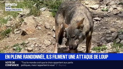 Ces randonneurs filment une attaque de loup en plein jour
