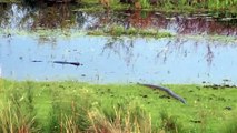 Tense encounter between a caiman and an anaconda in Argentina ocean *** Source: KimCureAll