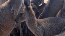 Kangaroo diaries only in Australia 🇦🇺