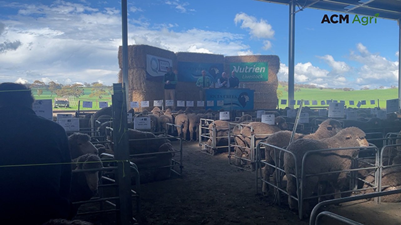 Century of breeding marked as Rices Creek honours loyal clients at ram sale