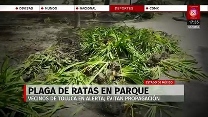 Denuncian plaga de más de 500 ratas en parque de Toluca por basura acumulada
