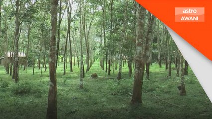 Baling terima RM900,000 aktifkan semula kebun getah terbiar
