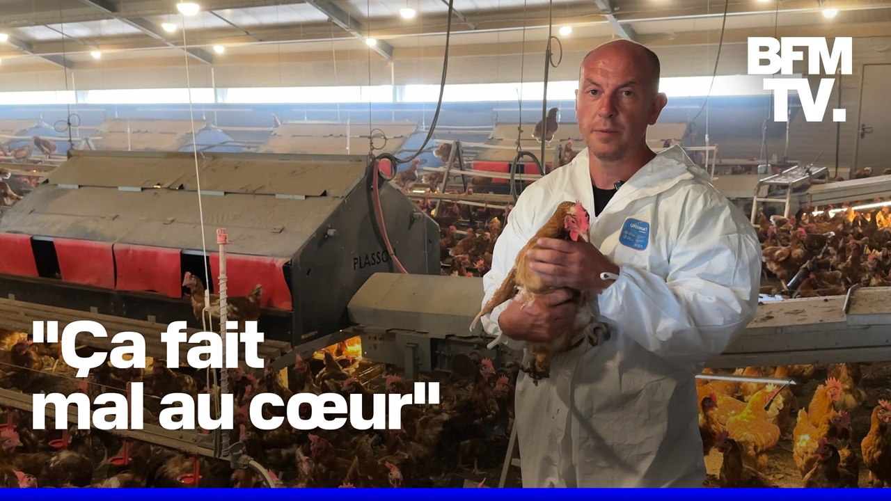 ROBIN DE BFM - Un éleveur doit abattre ses 8.000 poules après une détection de salmonelle