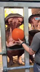 Timothy the hippo is doing some pumpkin smashing! 🎃🦛 #animals #hippo #cuteanimals