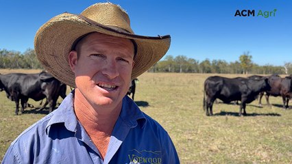 Quinn family’s Brangus herd at Calliope