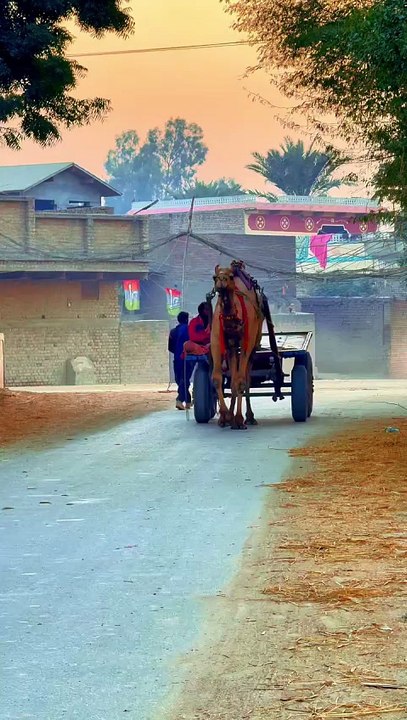 My Village ❤ Camel Video  #maxrecords #villagelife #larkana #sindh #pakistan