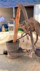 ڈاچی کے ساتھ کولو پر سرسوں کا تیل نکالنے کا دیہی طریقہ | Mustard Oil Extraction with Bullock Kolhu