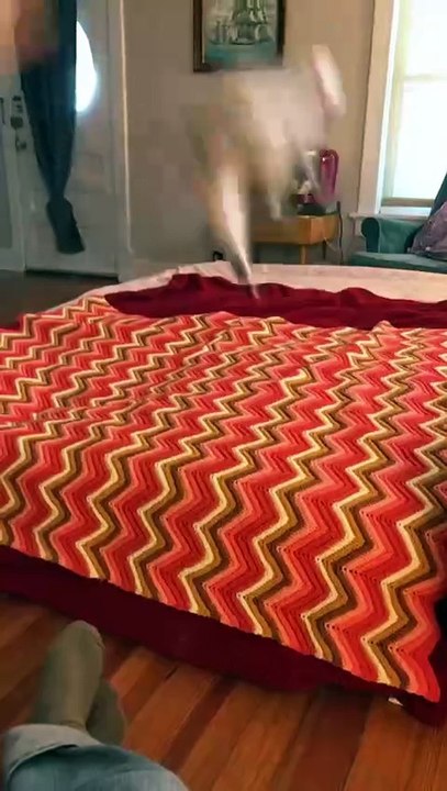 POVYou scared the cat into another realm 👻