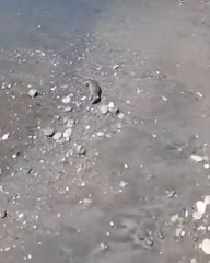 Dead rats have washed up on a beach popular with English tourists