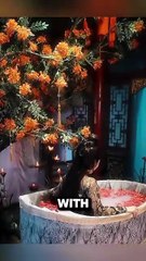 After Her Body Was Burned, She Endured 81 Days of Pain _ Became the Most Beautiful Woman !