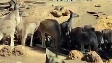 Kangaroo diaries only in Australia 🇦🇺