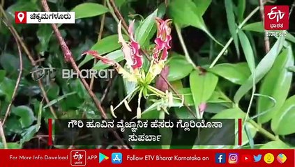 ಗೌರಿ-ಗಣೇಶ ಹಬ್ಬದ ಸಂದರ್ಭದಲ್ಲಿ ಅರಳುವ ಔಷಧೀಯ ಗುಣಗಳ 'ಮಲೆನಾಡ ಗೌರಿ'