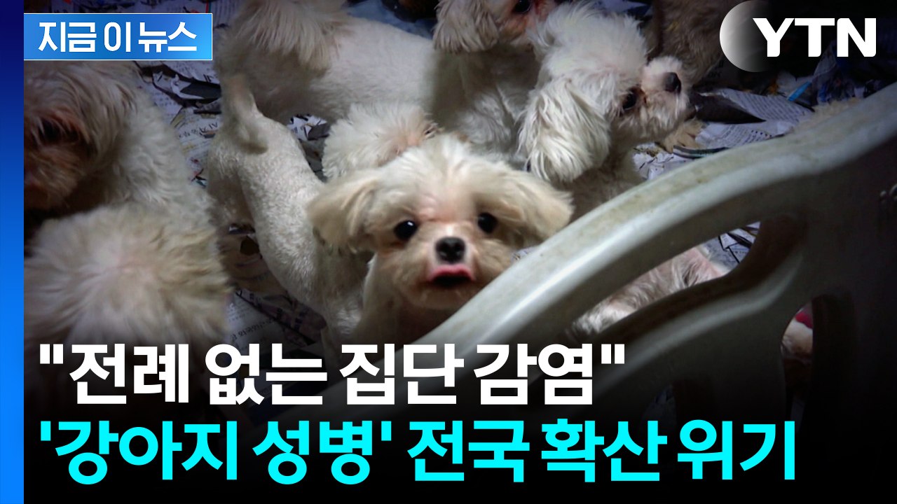 개 번식장에서 '집단 감염' 발생...'강아지 성병' 전국 확산 위기 [지금이뉴스]...