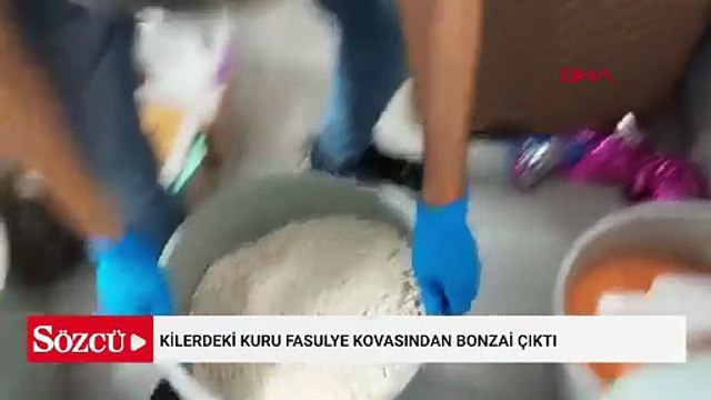 Kilerdeki kuru fasulye kovasından bonzai çıktı