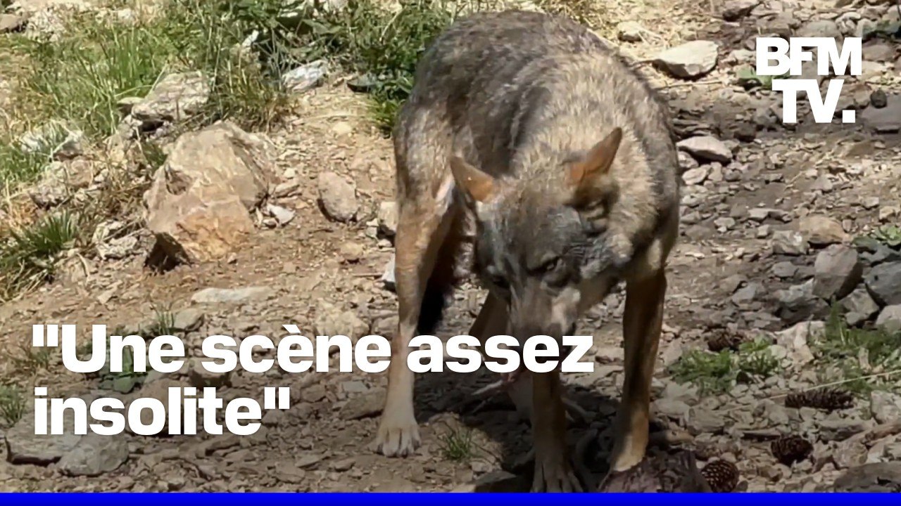 Des randonneurs filment une attaque de loup en plein jour en Savoie