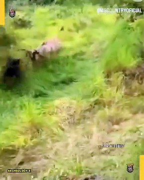 When Animals Lose Patience With Humans 😱🐅🐘 When Animals Lose Patience With Humans 😱🐅🐘 From sudden attacks to shocking encounters, these wild moments show how animals can turn angry when pushed too far. Sometimes nature fights back — all caught on ca