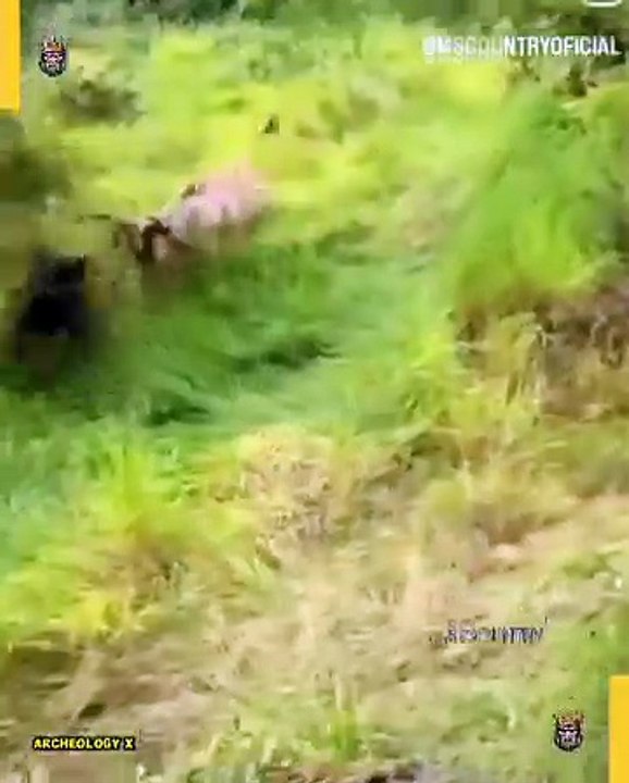 When Animals Lose Patience With Humans 😱🐅🐘 When Animals Lose Patience With Humans 😱🐅🐘 From sudden attacks to shocking encounters, these wild moments show how animals can turn angry when pushed too far. Sometimes nature fights back — all caught on ca