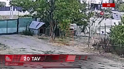 Düzce’de bahçeye giren köpekler 20 tavuğu telef etti