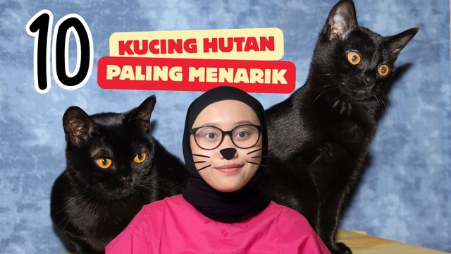 10 Jenis Kucing Hutan Paling Menarik di Dunia-Serius Ini Hewan?
