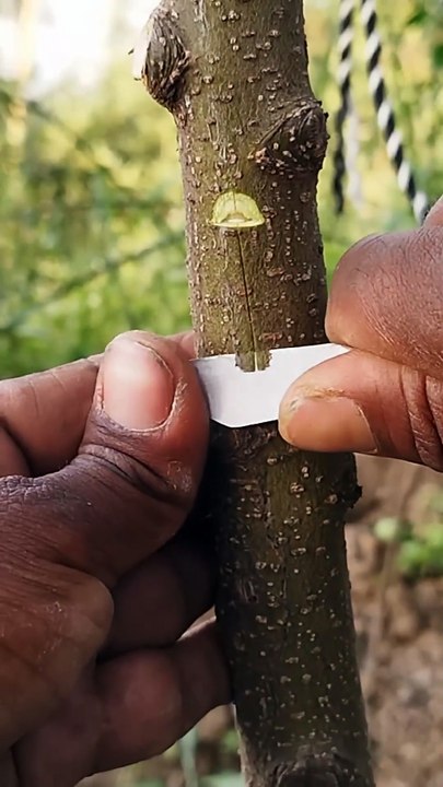 This grafting technique