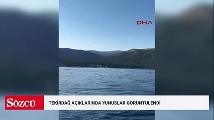 Tekirdağ açıklarında yunuslar görüntülendi