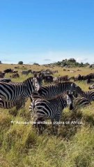 Zebra vs Crocodile – Survival at the River | African Savannah Documentary