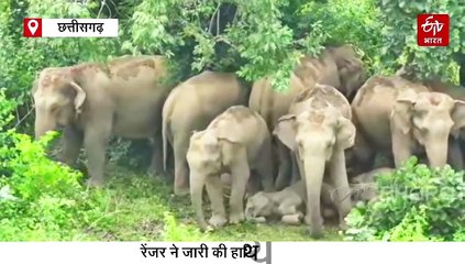 हाथियों के कुनबे की खूबसूरत तस्वीर, बड़ों की परछाईं में आराम फर्मा रहे नन्हें एलिफेंट