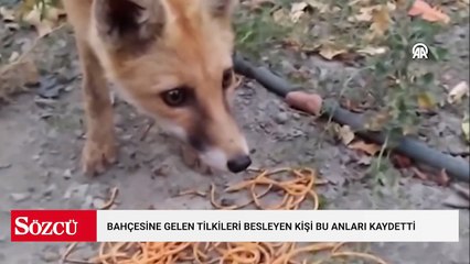 Bahçesine gelen tilkileri besleyen kişi bu anları kaydetti