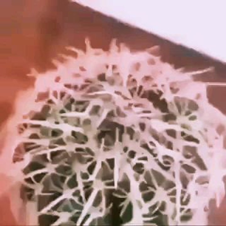 Cactus A.