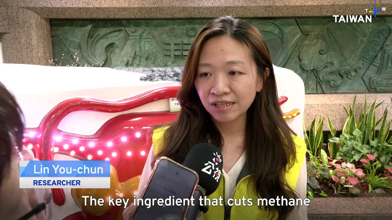 Taiwan Team Finds Algae in Feed Can Cut Methane Emissions From Cows