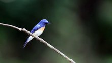 আমাজন জঈলের পাখি Amazon Jungle  Bards