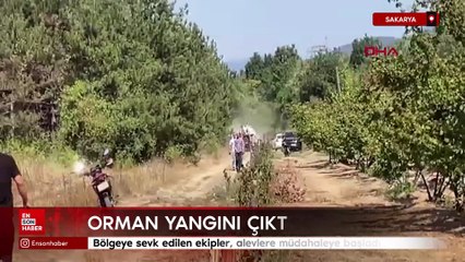 Sakarya'da orman yangını çıktı