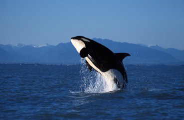 Zookeepers claim they are stimulating a 'horny' orca to prevent him from breeding with his mother