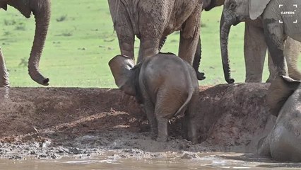 Baby Elephant Gets a Helping Hand