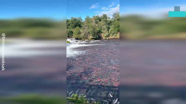 Salmon Overload Turns River Red