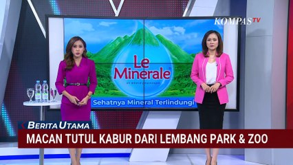 Jebol Atap Kandang, Macan Tutul Kabur dari Lembang Park and Zoo | BERUT