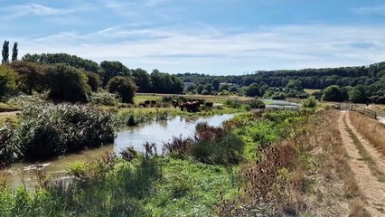 Harvey's to Hamsey: Walk the Sussex Ouse Valley 🌿