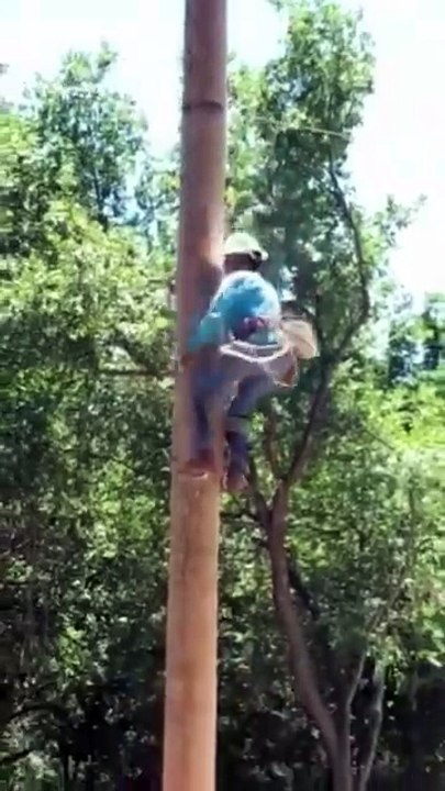Climbing a tree with no branches? 🌳 Arborists & linemen use spikes, ropes & pure skill to scale trunks safely—it’s harder than it looks!