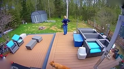 Wild Animals Invading Cities Caught on Camera