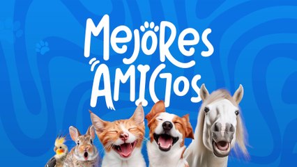 tn7-publireportaje-bp-pets-270825